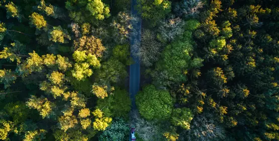 Aerial view of dense woodland
